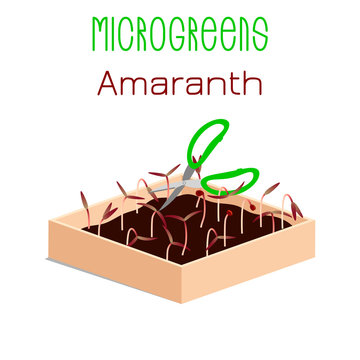 Microgreens Red Amaranth. Sprouts in a bowl. Sprouting seeds of a plant. Vitamin supplement, vegan food.
