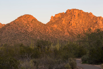 Landscape view of Saguaro National Park during the sunset near Tucson, Arizona.