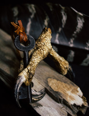 Fototapeta premium falcon foot holding a key