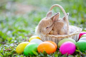 Cute little bunny sleeping in the basket and easter eggs in the meadow
