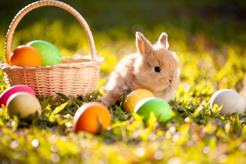 Cute little bunny and easter eggs in the meadow