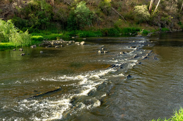 Yarra Rapids