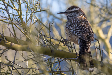 A wild cactus wren perched on a branch in Saguaro National Park in Arizona.