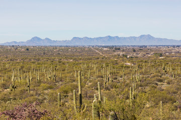 Landscape view of Saguaro National Park with Saguaro Cacti during the day (Arizona).