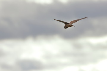 kestrel