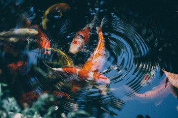 Koi fish in the pond in the garden