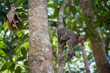 Angkor Wat Temple Monkeys 
