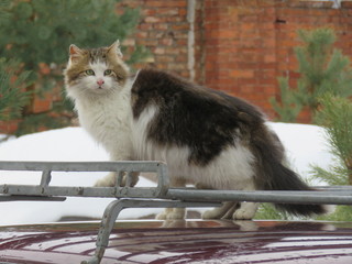 кот, зима, снег