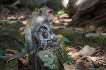 Angkor Wat Temple Monkeys 