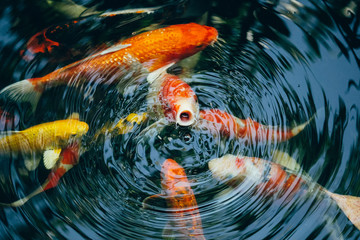 Koi fish in the pond in the garden