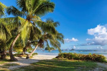 Coco palm at sunrise on beautiful sandy beach in paradise island.. Praslin Seychelles.