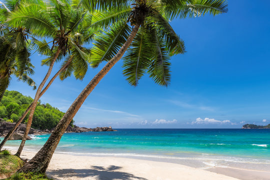 View of exotic tropical beach with white sand and palms around. © lucky-photo