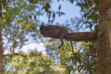 Angkor Wat Temple Monkeys 