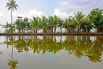 Palms with reflections in Kerala, India