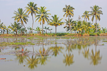 Palms with reflections in Kerala, India