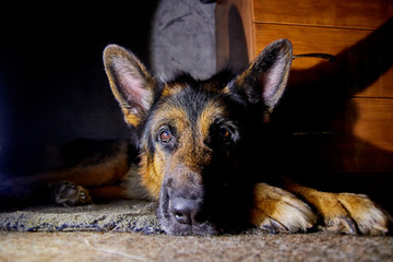 Big Dog German Shepherd in the room