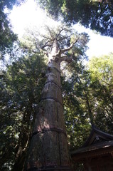 Fototapeta premium tree in the forest