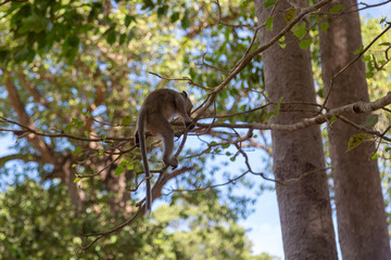 Angkor Wat Temple Monkeys 