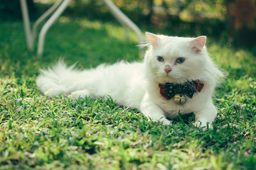 Cats walk in the front yard.