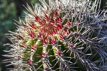 Naklejka na ściany i meble Red thorn cactus - center close up