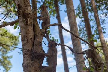 Angkor Wat Temple Monkeys 