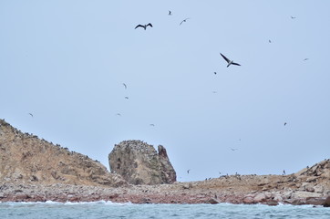 Bird life in the sea