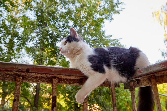 Domestic cat on old railing against a background of green plants. A pet in nature. The village, the park.