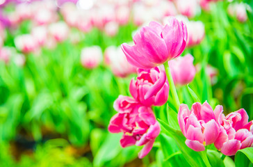 Tulips flower in the garden