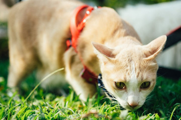 Cats walk in the front yard.