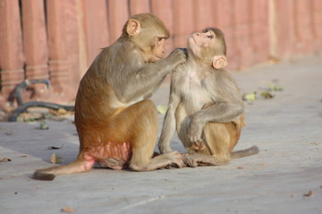Jaipur, indian monkeys