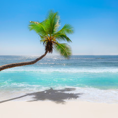 Fototapeta na wymiar Paradise beach with white sand and coco palm. 