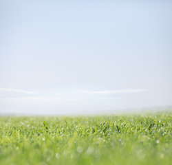 Green grass and clear sky as nature background