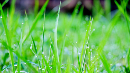 Grass with dew as background