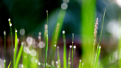 Fototapeta premium Grass with dew as background