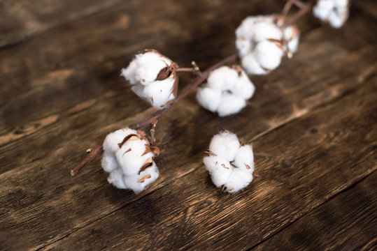 Cotton branch on the brown wooden board background.