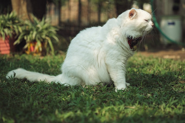 Cats walk in the front yard.