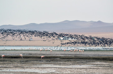 Bird life in the sea