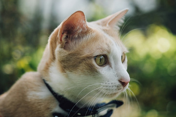 Cats walk in the front yard.