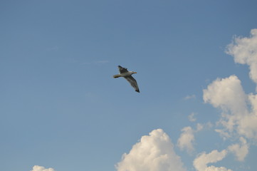 oiseau mouette marin 