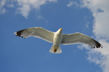 goéland mouette