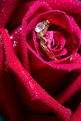wedding ring and rose