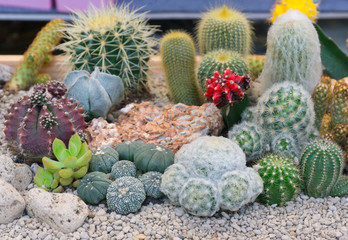 Group cactus garden in pot with white stone for decorate .Chin cactus