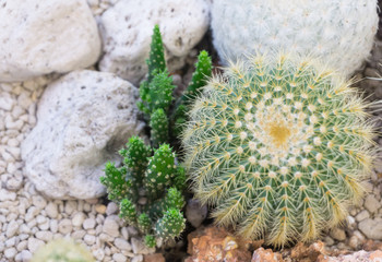 Group cactus in pot with white stone,Cereus peruvianus ,Eriocactus leninghausii,decoration garden,interior or outdoor