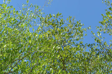 green leaf branchs of big tree in nature