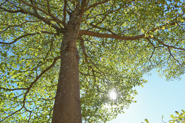 sun light through green leaf branchs of big tree
