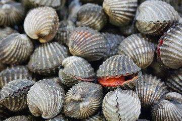 Raw fresh cockle have blood and mud on shell be alive from cockle farm,delicious seafood,scallop,close up,Tegillarca granosa,Appetizer