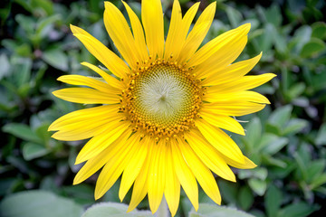 closeup of a sunflower