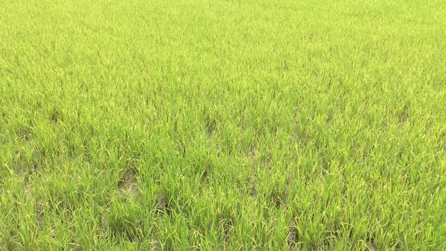 green fresh paddy field
