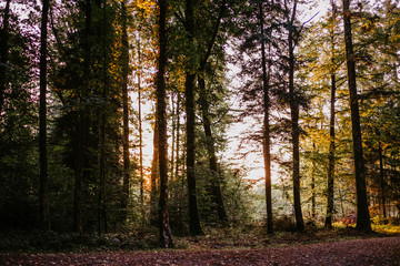 Fototapeta premium Sonnenaufgang im Wald, Schwarzwald