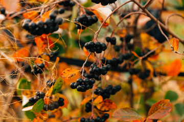 black chokeberry close up in the garden